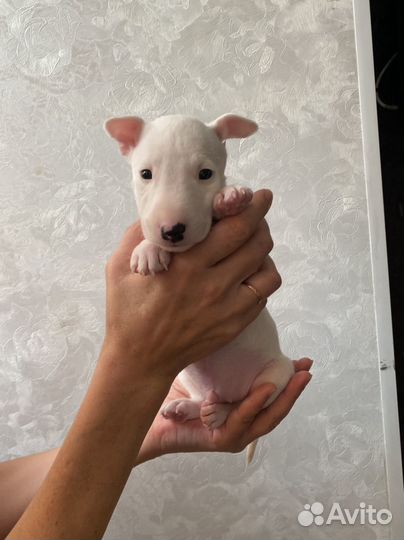 Миниатюрный бультерьер щенки