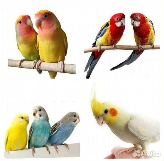Попугаи большой выбор