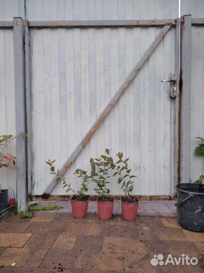 Саженцы голубики