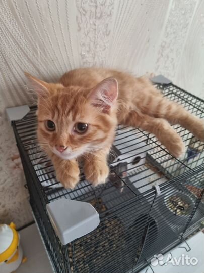 Отдам в хорошие руки