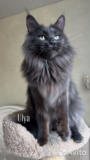 Кошки мейн-кун