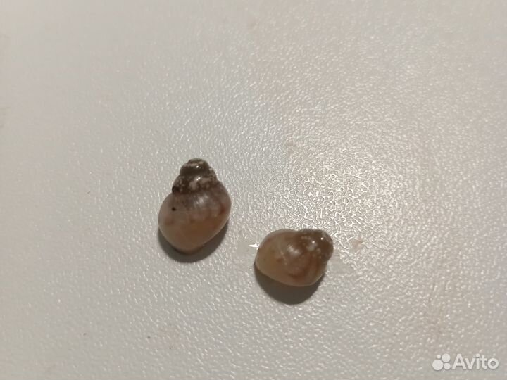 Улитка ахатина фулика