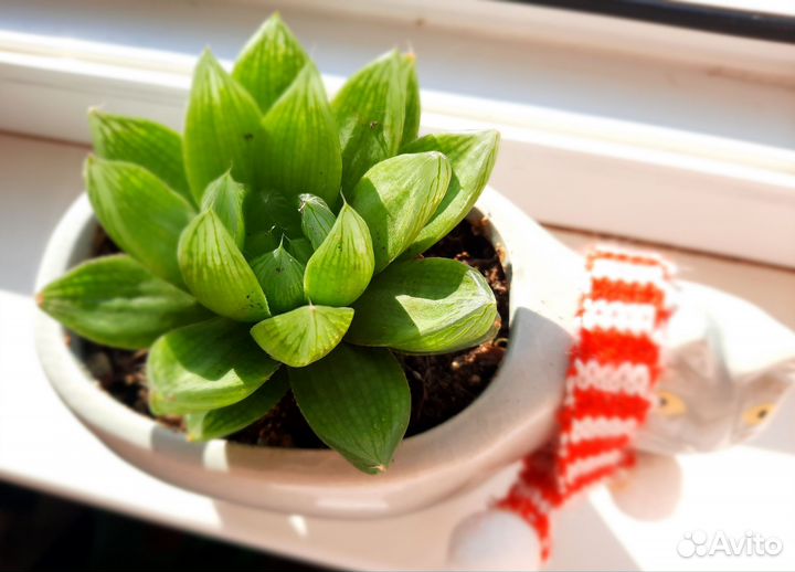 Хавортия Купера