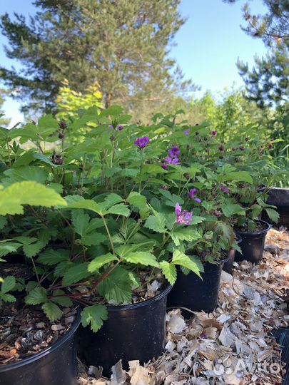 Княженика сортовая