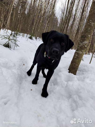Кобель лабрадора вязка