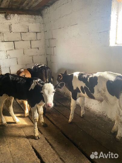 Бычки на откорм