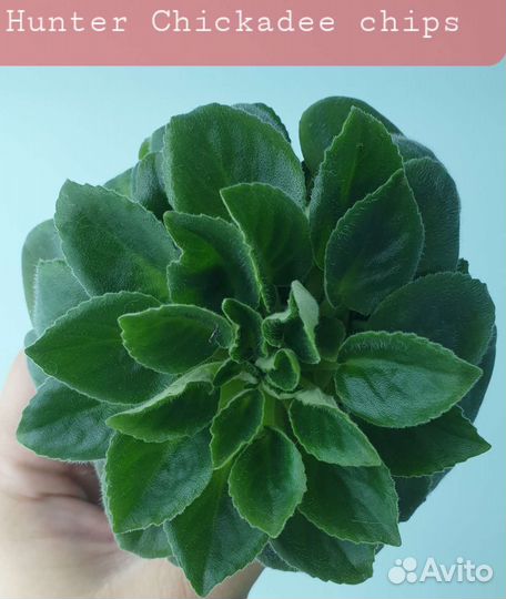 Сортовые фиалки