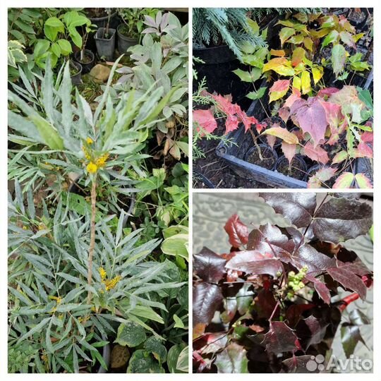 Магония 3 вида