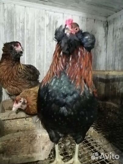 Араукан золотистогривый