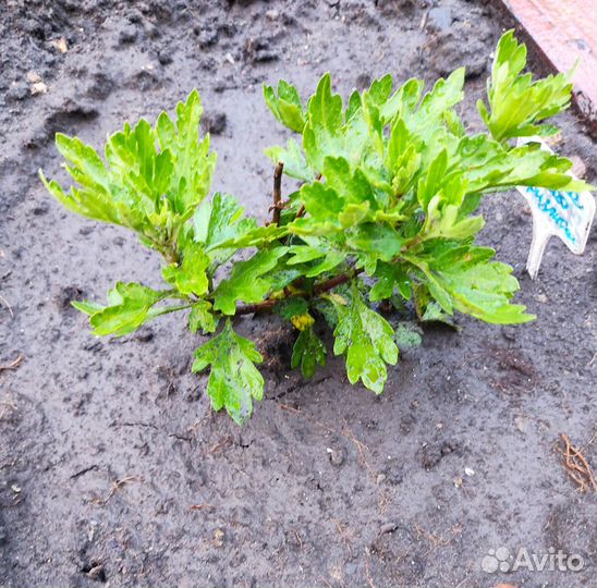 Хризантема