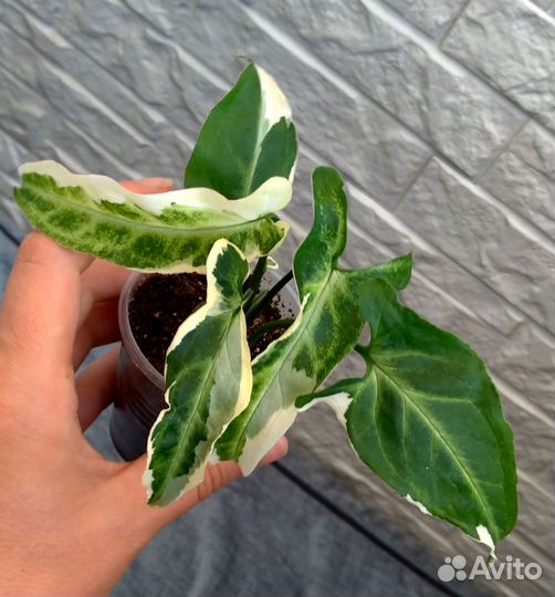 Сингониумы сортовые (71 сорт)