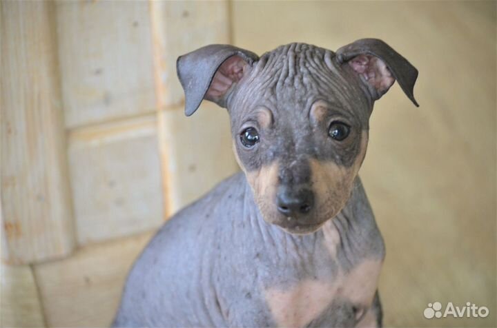 Голая девочка агт