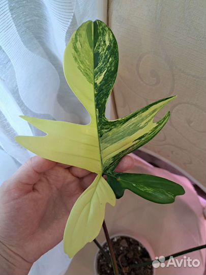 Филодендрон Магическая Маска