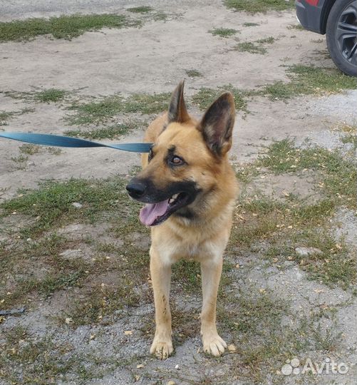 Рыжий красавец в приюте