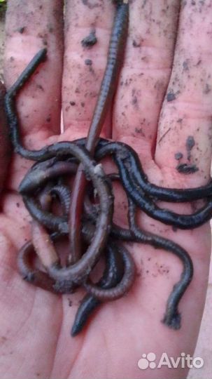 Черви зеленые для рыбалки