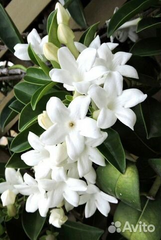 Мадагаскарский жасмин комнатное растение