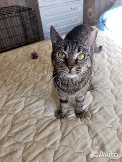 Кошка - спокоëшка