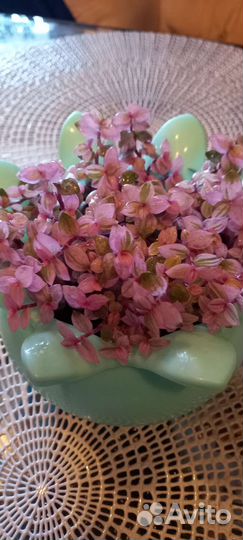 Каллизия розовая пантера