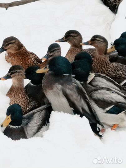 Утки подсадные для охоты сертифицированы