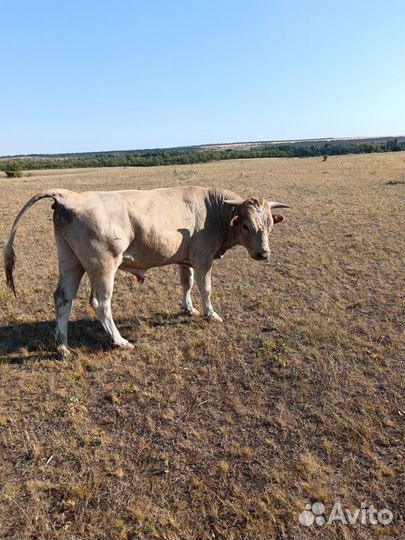 Быки живым весом
