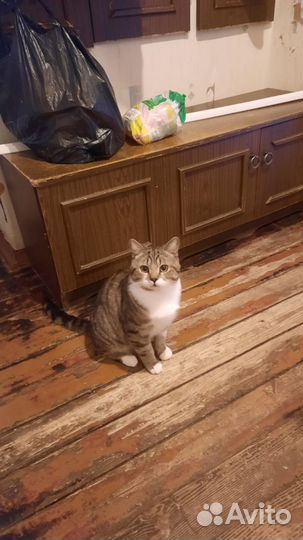 Кот