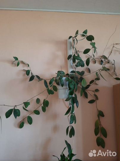 Хойя карноза