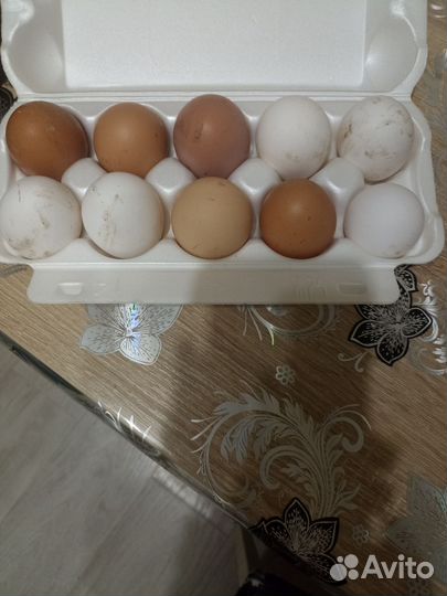 Домашние куриные яйца