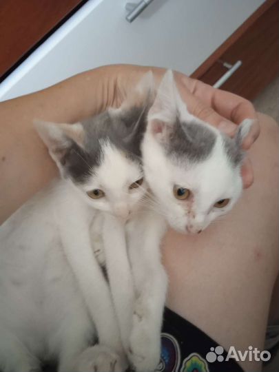 Котята крысаловы