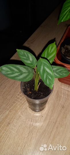 Калатея кненанта