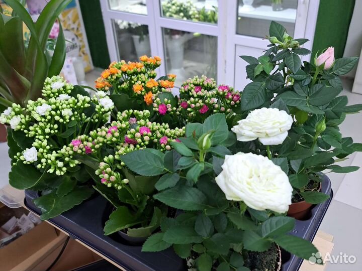 Комнатные растения