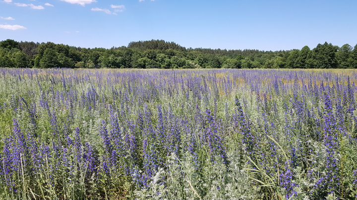 Участок 6,3 га (СНТ, ДНП)