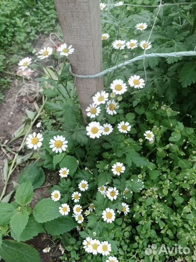 Рассада цветы матрикария