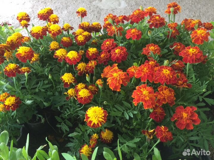 Рассада Цветов, перец, баклажаны, помидоры, огурцы