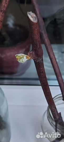 Черенки винограда