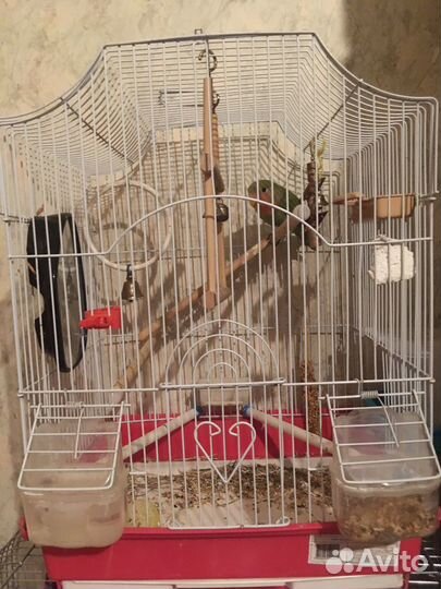 Попугаи неразлучники краснощекастые