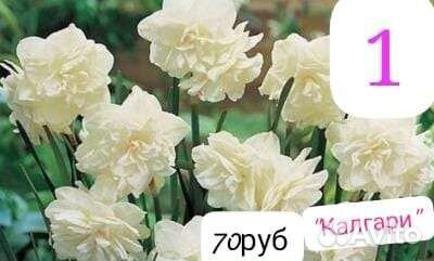 Луковицы нарциссов