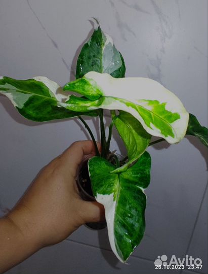 Сингониумы разные