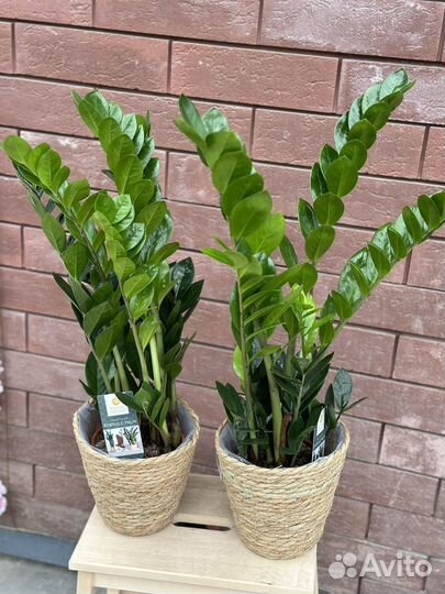 Замиокулькас emerald