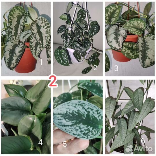 Эпипремнумы и сциндапсусы 1часть