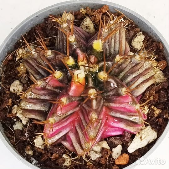 Gymnocalycium LB2178 Aqua Dulce hybrid