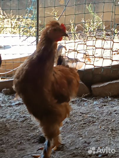 Петух брама