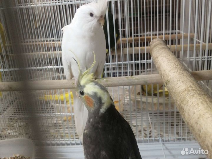 Попугай неразлучник и другии