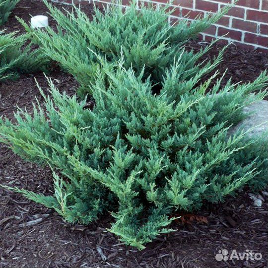 Можжевельник Hughes