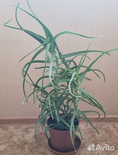 Алоэ столетник 4 летний