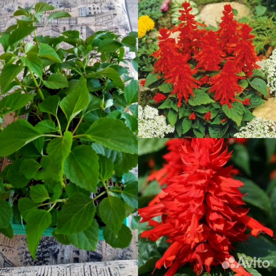 Колеусы,укоренённые.Пекинская капуста.Сальвия