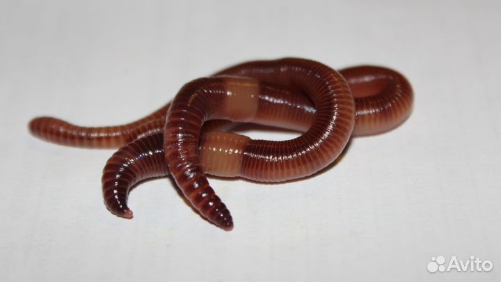 Червь крупный Дендробена