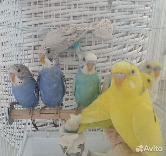 Попугаи волнистые 1.5-2 месяца