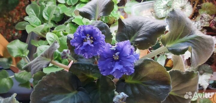 Сортовые фиалки