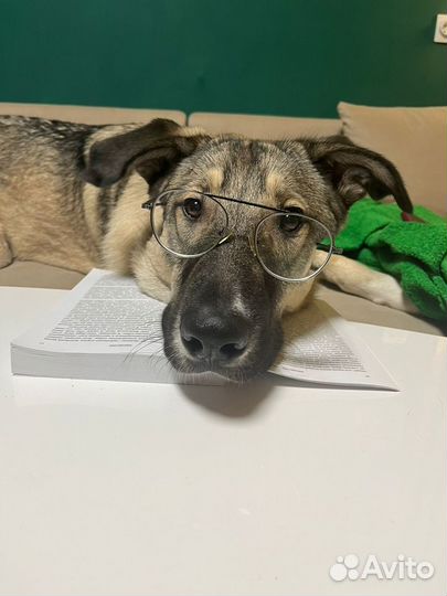 Самый умный щенок ищет дом