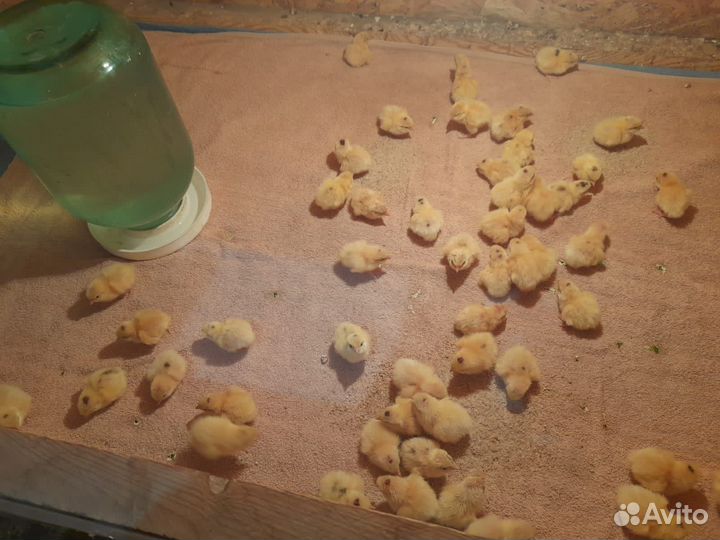 Перепела суточные